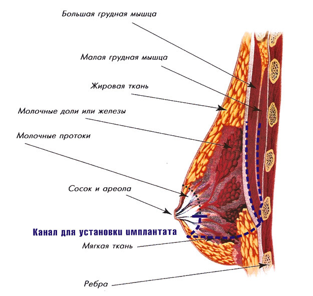 Анатомия молочной железы